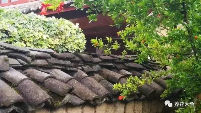 徜徉在舊舊的小巷，青石板路、白墻黛瓦，還有墻頭搖曳的姹紫嫣紅，讓人沉醉其中。