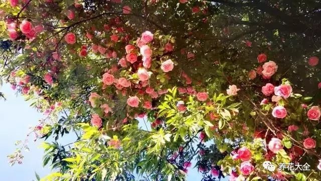 徜徉在舊舊的小巷，青石板路、白墻黛瓦，還有墻頭搖曳的姹紫嫣紅，讓人沉醉其中。2