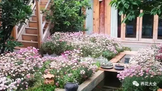  映入眼簾的一切，讓人瞬間屏住了呼吸。簡(jiǎn)直不敢相信，曾經(jīng)雜亂不堪的院子，竟然萌生了滿園的春色