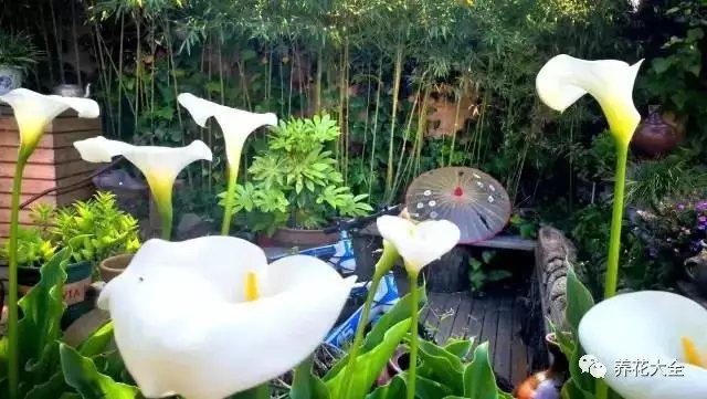 生氣盎然的馬蹄蓮與青翠的綠竹，襯的這里更加寧?kù)o安逸。