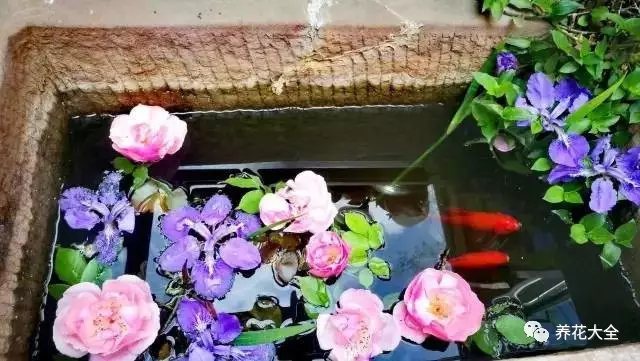  庭院中，魚兒暢游，暗香浮動(dòng)。2