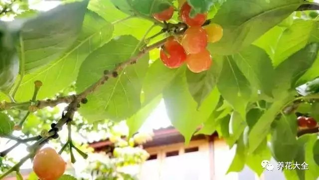  顆顆櫻桃珠圓玉潤(rùn)，嬌嫩欲滴，讓人垂涎。