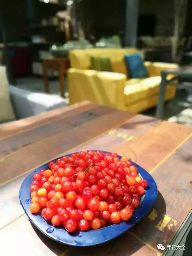  顆顆櫻桃珠圓玉潤(rùn)，嬌嫩欲滴，讓人垂涎。2