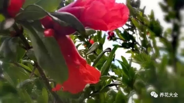 火紅的石榴花也傲然枝頭，孕育著甘甜的果實(shí)。