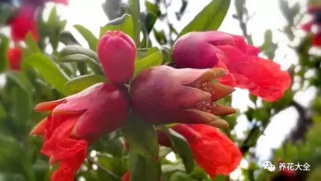 火紅的石榴花也傲然枝頭，孕育著甘甜的果實(shí)。2