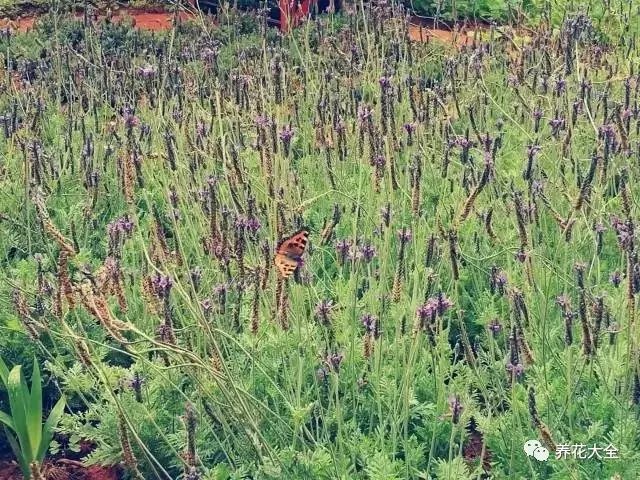 蝴蝶在花叢中穿梭，狗狗嘴上還留著調(diào)皮嬉戲過后的葉子。