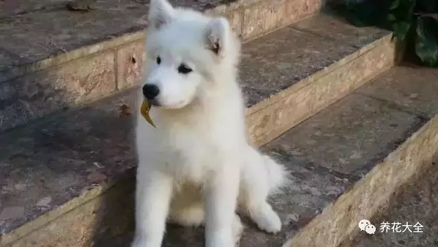 蝴蝶在花叢中穿梭，狗狗嘴上還留著調(diào)皮嬉戲過后的葉子。2