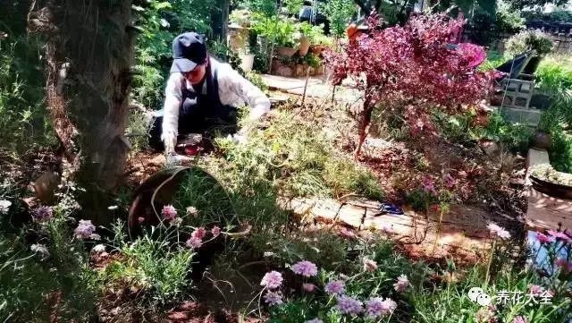 但是涵雪樂在其中，在照料花草的過程中，她也從中體會(huì)出了許多道理。比如，人生中有很多難題，很多的事物忍痛割舍，才能真正獲得。