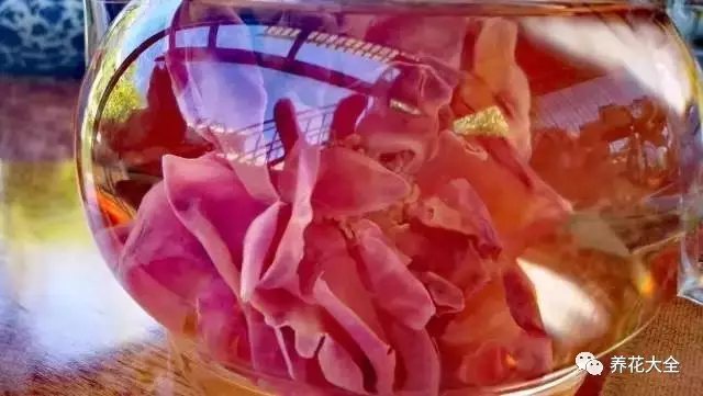 剪下幾朵枯萎的玫瑰，曬干后取些許放于茶壺，讓她在水中綻放清香。輕嘗一口，回味綿長(zhǎng)。2