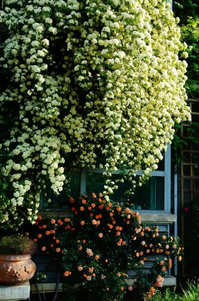 做自己喜歡的事永遠(yuǎn)也不會覺得辛苦。即使這其中有許多繁瑣、不易，但是燕子卻樂在其中。最開心的莫過于忙碌過后，看到玫瑰新開了幾朵，葉子又翠綠了幾分。