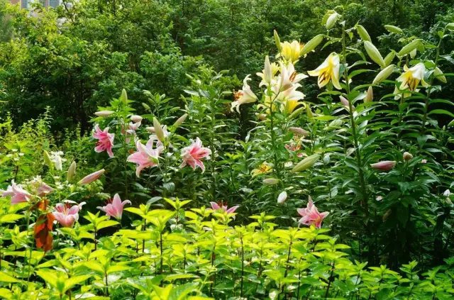 做自己喜歡的事永遠(yuǎn)也不會覺得辛苦。即使這其中有許多繁瑣、不易，但是燕子卻樂在其中。最開心的莫過于忙碌過后，看到玫瑰新開了幾朵，葉子又翠綠了幾分。2