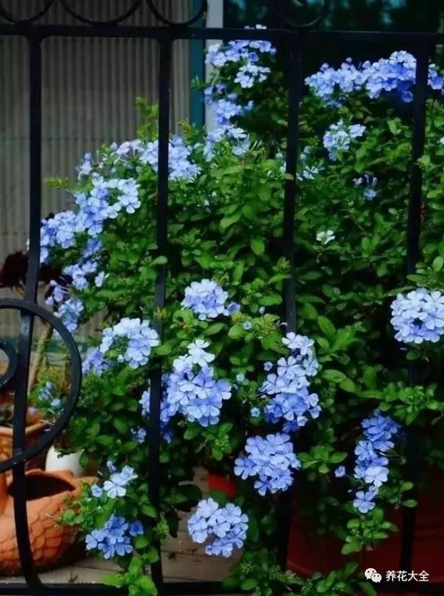 做自己喜歡的事永遠(yuǎn)也不會覺得辛苦。即使這其中有許多繁瑣、不易，但是燕子卻樂在其中。最開心的莫過于忙碌過后，看到玫瑰新開了幾朵，葉子又翠綠了幾分。3