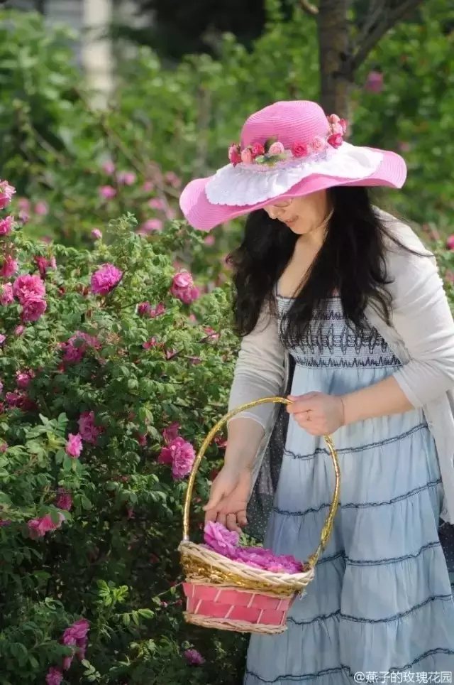 采集玫瑰花瓣做一個可口的蛋糕，做給家人。