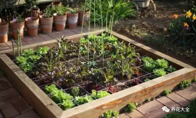 除了種花，燕子還在院子里種了許多水果蔬菜。每個季節(jié)都能有滿滿的收獲。