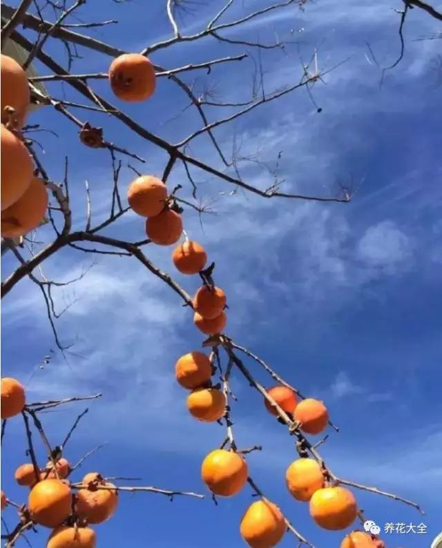燕子的院子里有一顆柿子樹，在深秋花草凋零時，它依然掛在枝頭，黃燦燦的十分動人。有了這棵柿子樹，院子里似乎又鮮活了起來?？粗钏{(lán)天空映襯下的柿子，可愛極了，燕子也覺得很幸福。這大概就是春華秋實(shí)的滿足感吧。