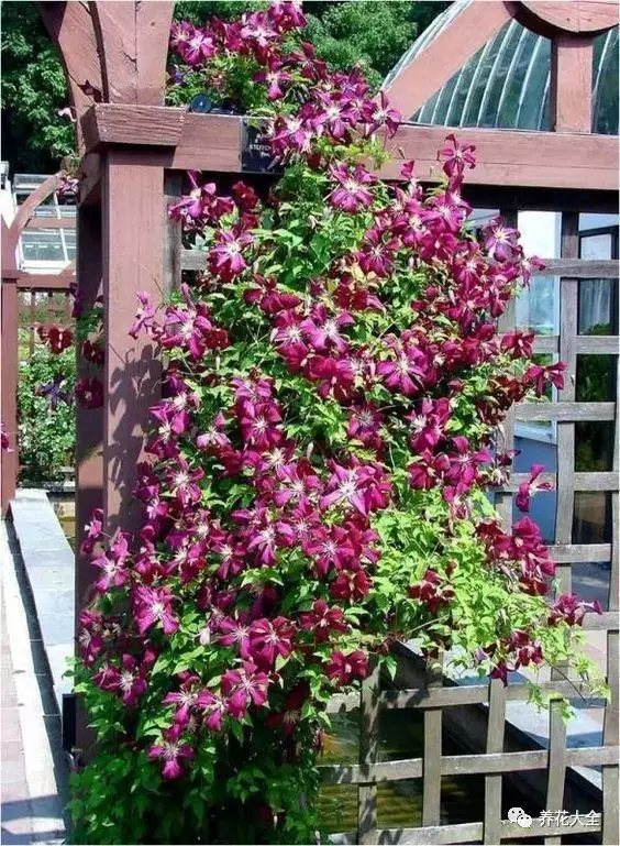 無論是沿著墻角爬高的鐵線蓮、月季， 還是繞著窗戶生長(zhǎng)的矮牽牛、美女櫻， 全都肆意地舒展著柔曼的腰肢。