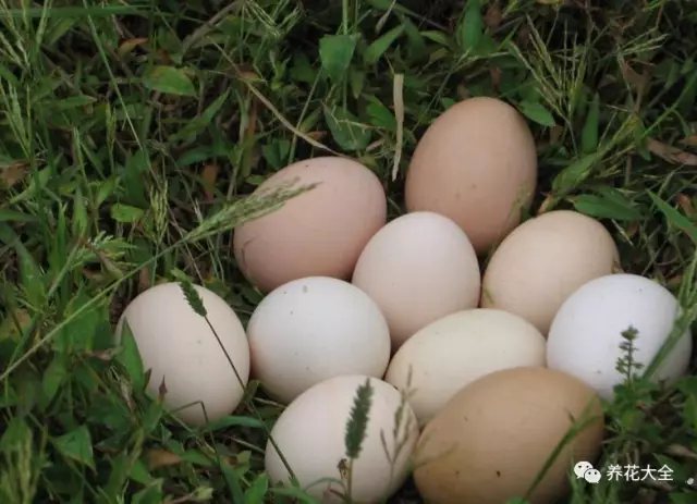 午飯的時(shí)候， 直接在菜地里摘下鮮嫩嫩的小蔬菜， 從雞窩拿出熱乎乎剛下的雞蛋， 攤一鍋香噴噴的小蔥雞蛋餅。2