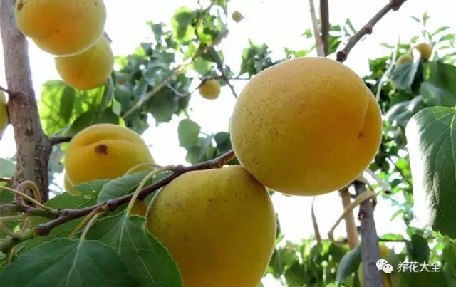 如果院子足夠大，還能種點(diǎn)果樹， 春天有草莓和菠蘿； 夏天有櫻桃和山杏； 秋天有蘋果和石榴； 冬天有柿子和橘子。2