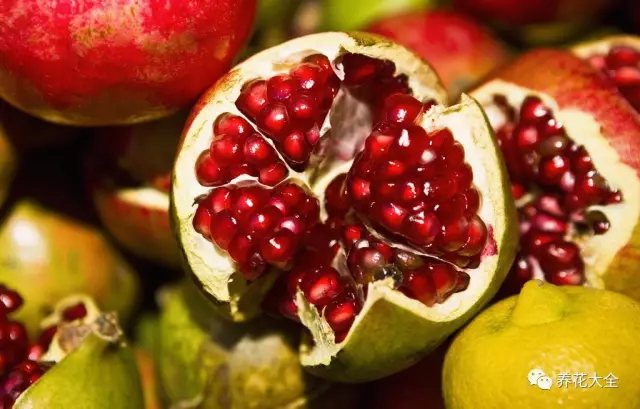 如果院子足夠大，還能種點(diǎn)果樹， 春天有草莓和菠蘿； 夏天有櫻桃和山杏； 秋天有蘋果和石榴； 冬天有柿子和橘子。3