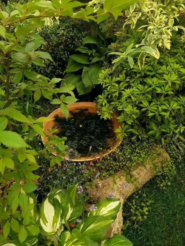  最妙不可言的，還是下點(diǎn)小雨啊。 雨后的傍晚，靜悄悄的。 蟲兒在草叢中吱吱亂叫， 偶爾傳來陣陣青蛙的呱呱聲。4