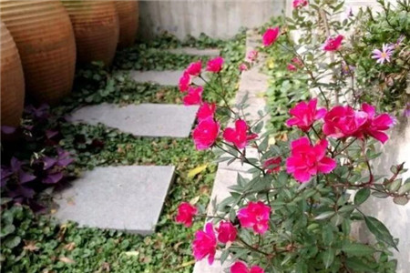 嬌艷欲滴的花朵