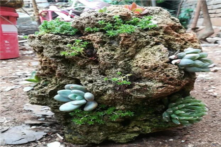 石頭養(yǎng)多肉