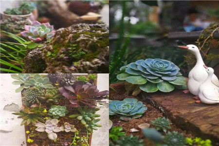 養(yǎng)出花樣的多肉