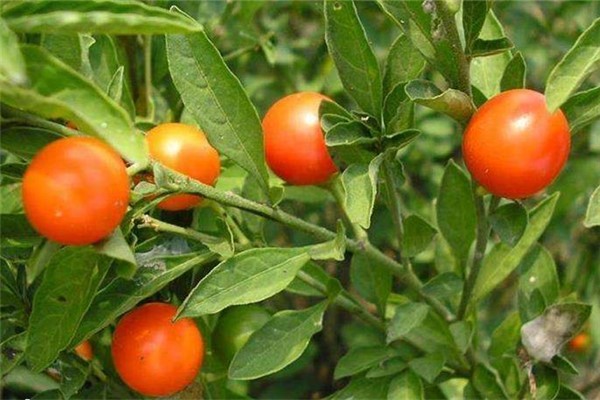 冬珊瑚有毒嗎，可以室內(nèi)養(yǎng)殖嗎