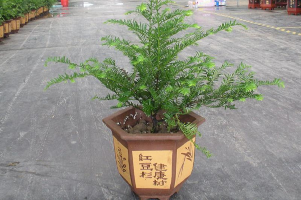 紅豆杉的風(fēng)水作用