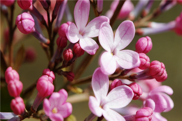 丁香有毒嗎，可以室內(nèi)養(yǎng)殖嗎