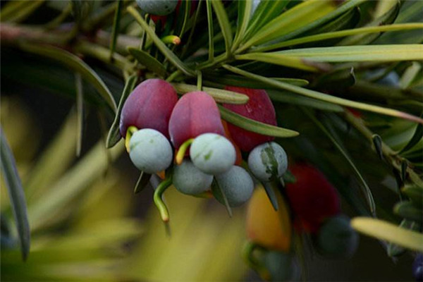 羅漢松的果實能吃嗎