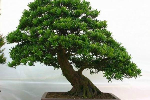 羅漢松的風水作用