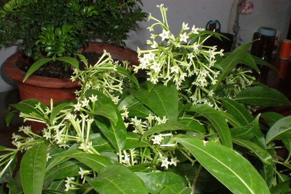 夜來香可以放在臥室嗎