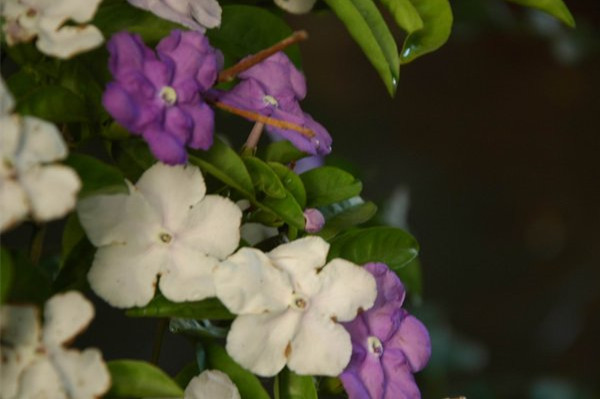 雙色茉莉有毒嗎，可以家養(yǎng)嗎