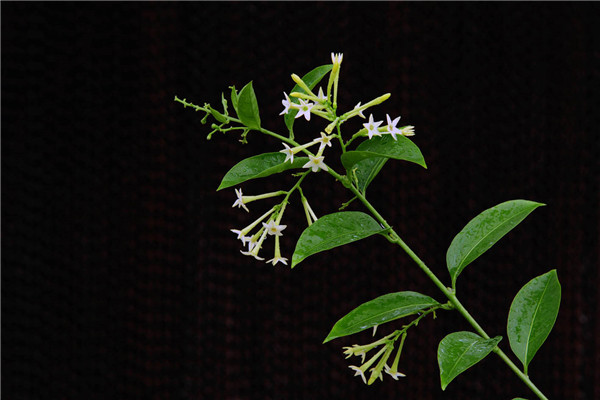 夜來香的功效和作用