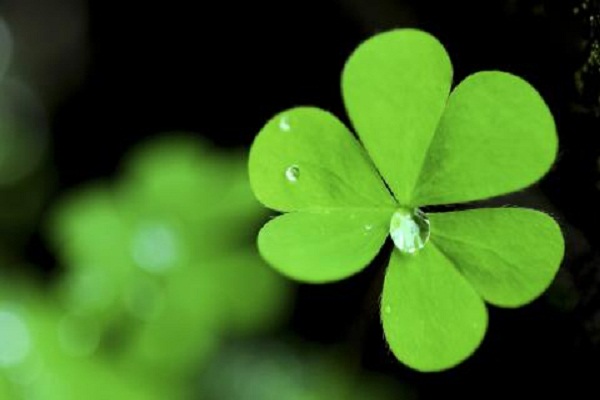 三葉草的功效和作用