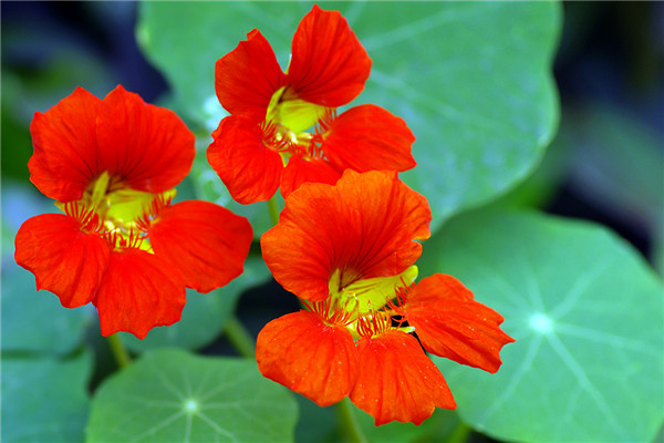 旱金蓮有毒嗎，可以家養(yǎng)嗎