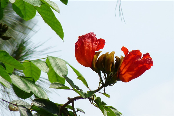 火炬花有毒嗎，可以家養(yǎng)嗎