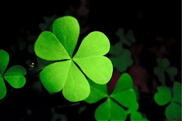 三葉草的花語和傳說