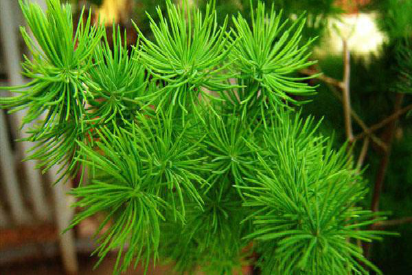 蓬萊松有哪些作用