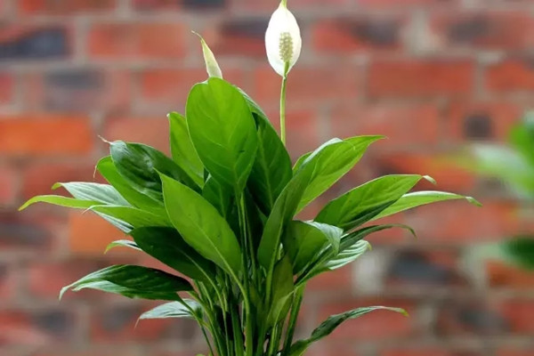 這幾種花，泡在水里就能活，再也不怕養(yǎng)死了