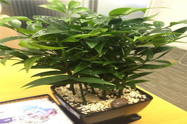 竹柏的養(yǎng)殖方法和注意事項(xiàng)