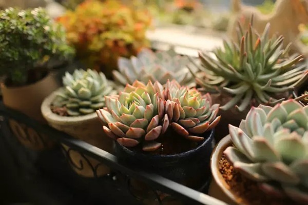 讓億（千）萬(wàn)人瘋狂的多肉，看完就知道真相了