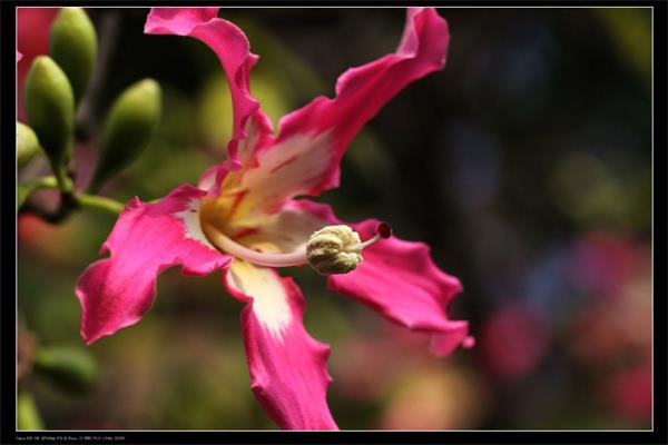 美麗異木棉有什么價值