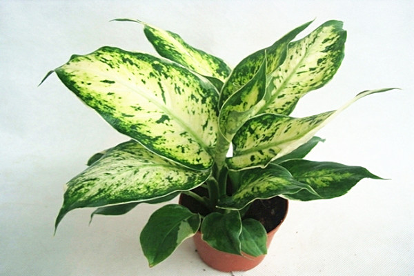 花葉萬年青的作用有哪些