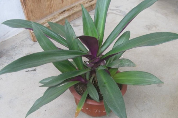 紫背萬年青的功效和作用