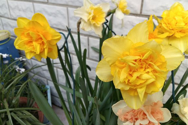 洋水仙的花語和文化寓意