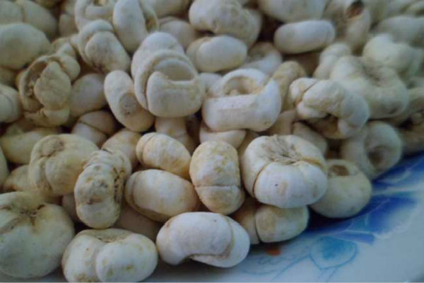 貝母有哪些品種