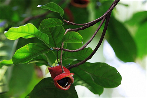 蘋婆的功效和作用 蘋婆的功效和作用