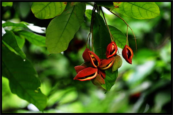 蘋婆怎么吃 蘋婆怎么吃